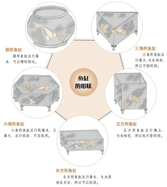 【养鱼风水】养一缸增旺财运的鱼，养鱼旺