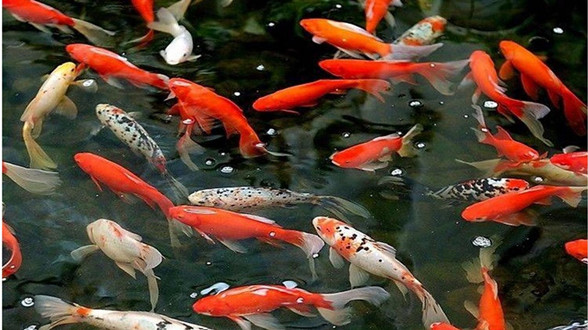 【鱼缸风水】风水鱼养多少条最招财