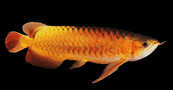 【风水鱼】养哪一种鱼，养什么颜色的鱼更