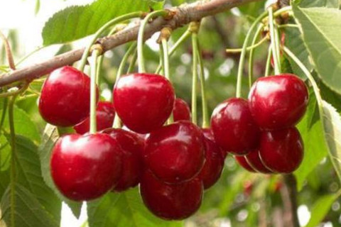 种樱桃树的风水禁忌