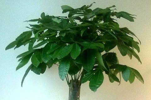 发财树摆放风水讲究