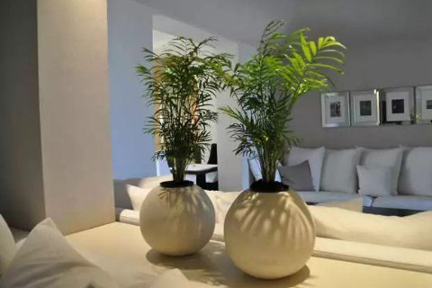 室内植物风水布局讲究