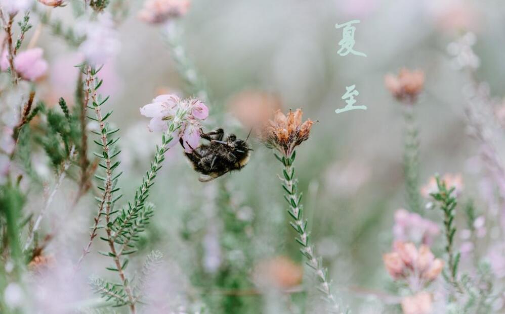 夏至节气出生的属猪人性格好吗，命运详解