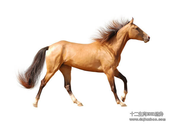 属马2021年运势及运程-2021年属马人的全年每月运势