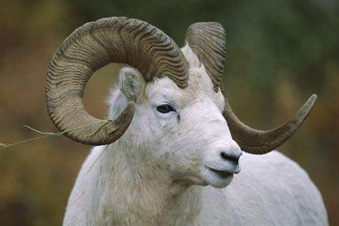 属羊的人哪个月出生最好