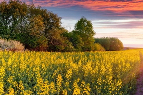 八字算命看五行属火的人忌讳什么颜色