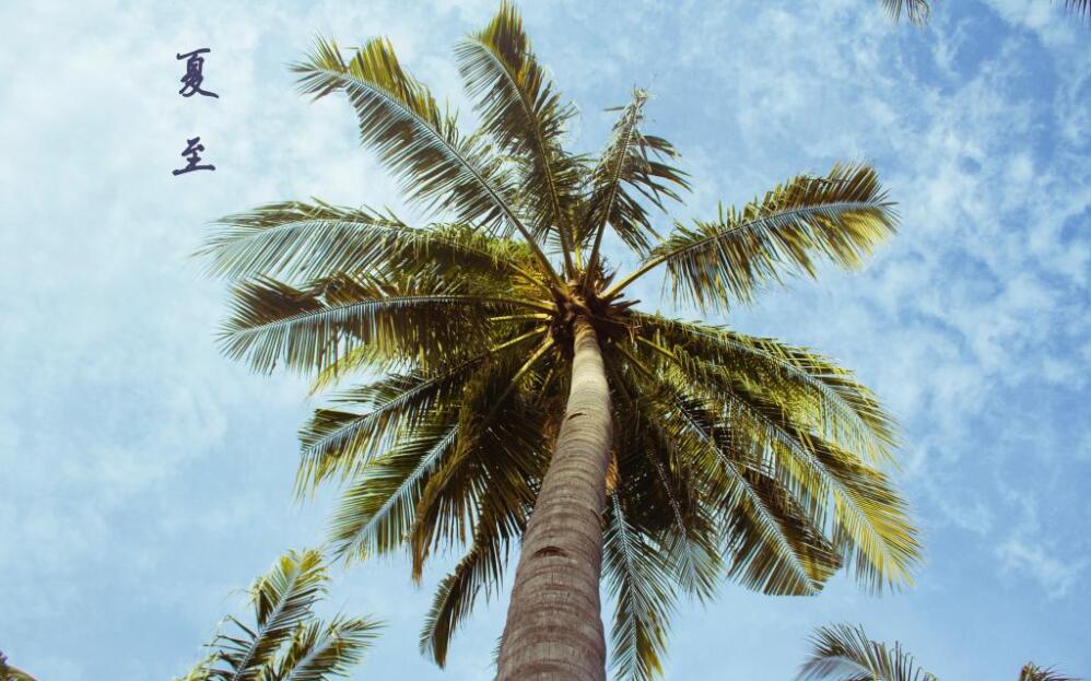 夏至节气出生的属狗人命运命格是什么，好不好？