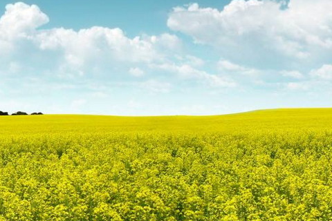 属鼠2021年运势及运程怎样,2021年属鼠人佩戴什么吉祥物