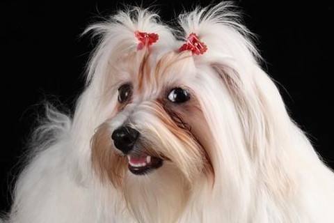 属狗2021年运势及运程怎样,2021年属狗人佩戴什么吉祥物