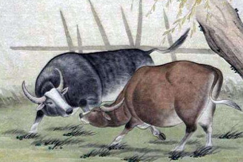 属牛2021年运势及运程怎样,2021年属牛人佩戴什么吉祥物