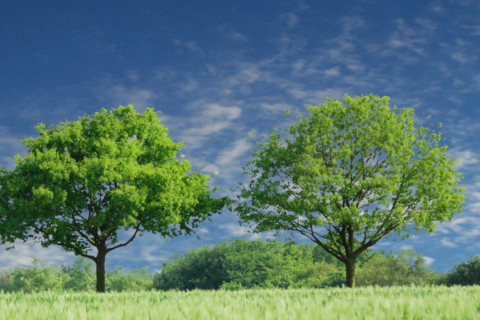 属牛2021年运势及运程怎样,2021年属牛人佩戴什么吉祥物