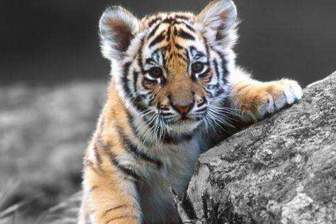 属虎2021年运势及运程怎样,2021年属虎人佩戴什么吉祥物