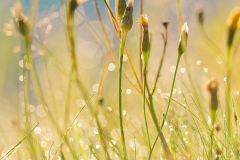 属龙2021年运势及运程怎样,2021年属龙人佩戴什么吉祥物