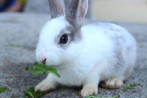 属兔2021年运势及运程怎样,2021年属兔人佩戴什么吉祥物