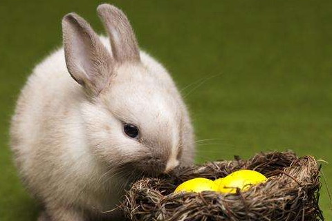 属兔2021年运势及运程怎样,2021年属兔人佩戴什么吉祥物