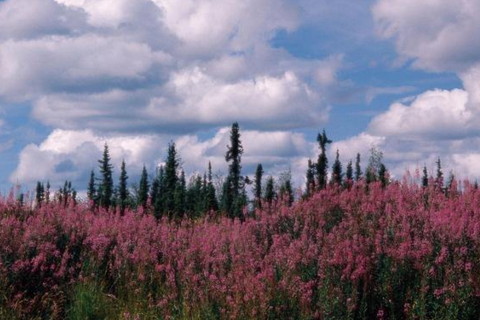 属兔2021年运势及运程怎样,2021年属兔人佩戴什么吉祥物