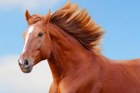 属马2021年运势及运程怎样,2021年属马人佩戴什么吉祥物