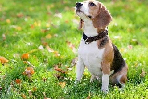 属狗2021年运势及运程怎样,2021年属狗人佩戴什么吉祥物