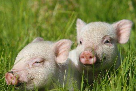 属猪2021年运势及运程怎样,2021年属猪人佩戴什么吉祥物