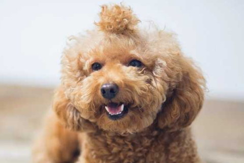 2021年犯太岁的生肖有哪些