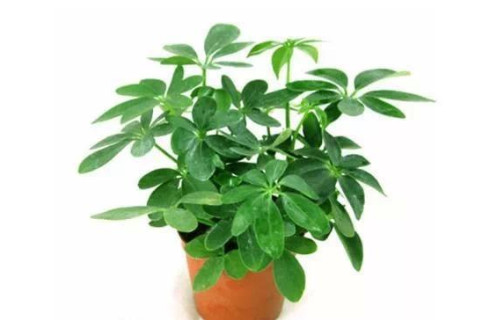 十二生肖适合种植什么植物？